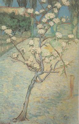 Vincent Van Gogh Blossoming Pear Tree (nn04) Sweden oil painting art